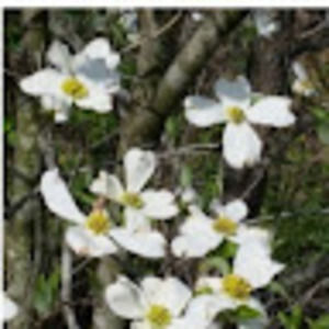 Meet your Posher, Candi